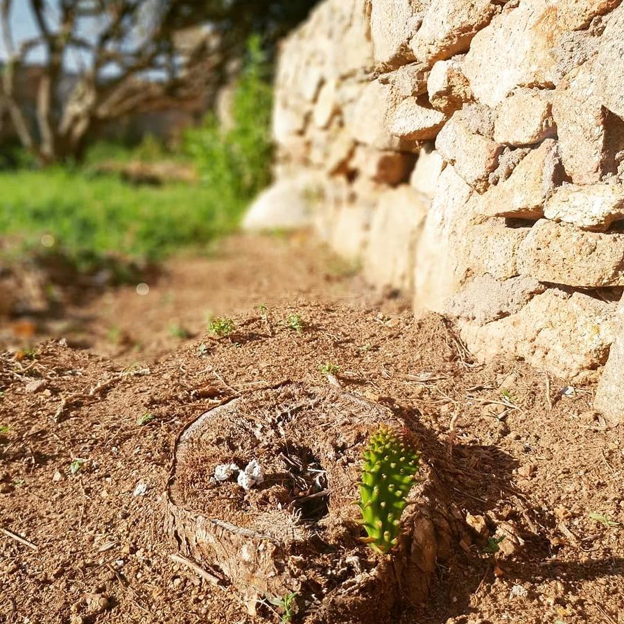 Villa Sprafundu La Maddalena  Kültér fotó